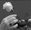 ������ ������� white rose