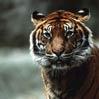 Tigre B